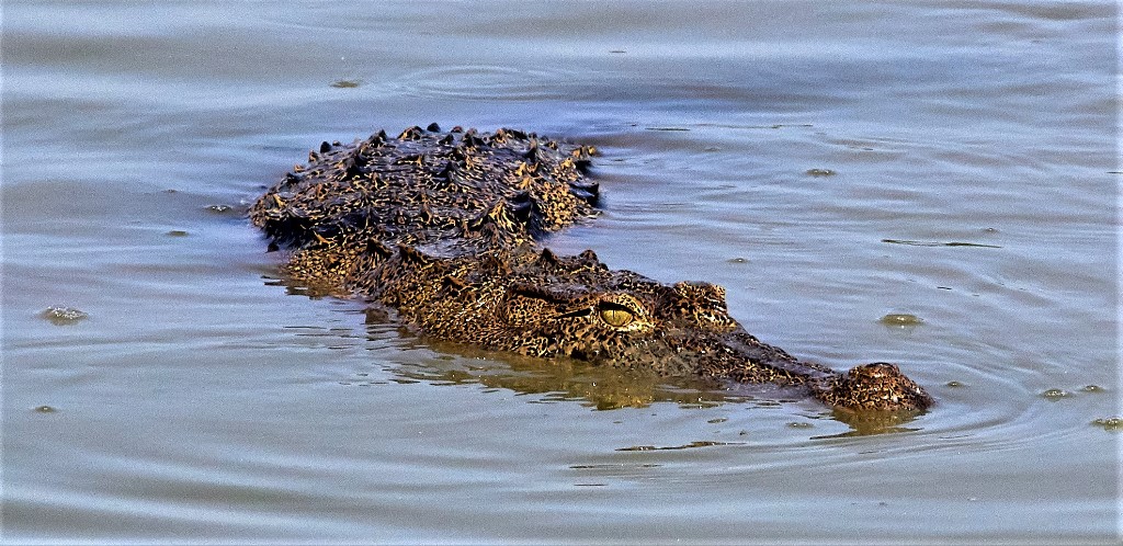 Crocodile swimming