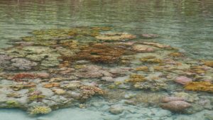 Coral just of the coast in shallow water