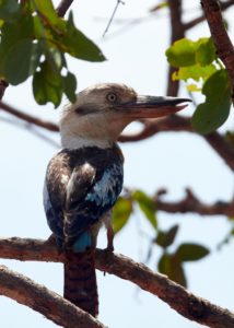 Blue Winged Kookaburra on a branch