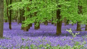 Dockey wood bluebells in full bloom