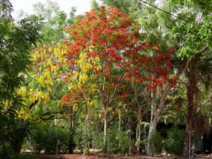 Amazing colour flowers on tree, red and yellow together