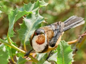 Eastern Spinebill on holly bush