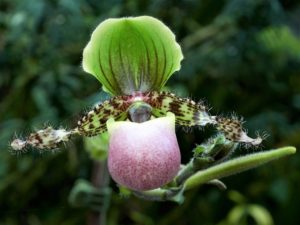 Photographic tips, detail on flower