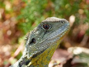 Head and shoulder Gippsland Water Dragon, close up