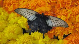 Black and grey butterfly on orange and yellow flowers