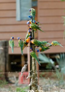 Many Red Collared Lorikeet on water tap