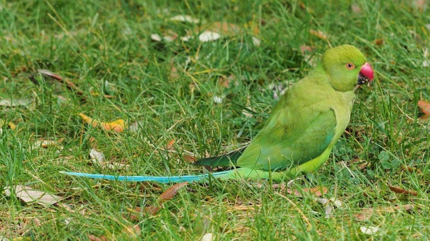 Rose Ringed Parrot in parklands grass