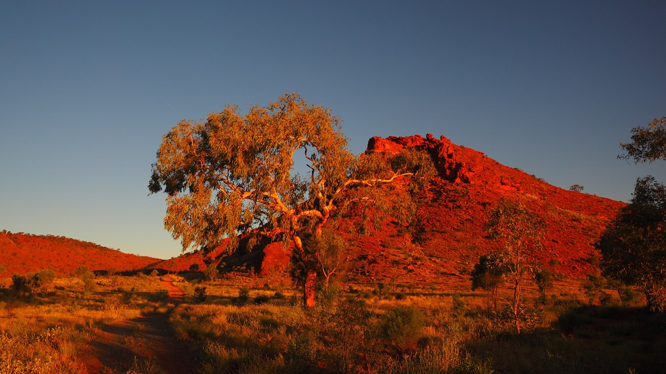 Tree and Hill near Alice at Sunset