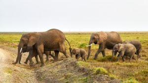 Elephant family crossing the road