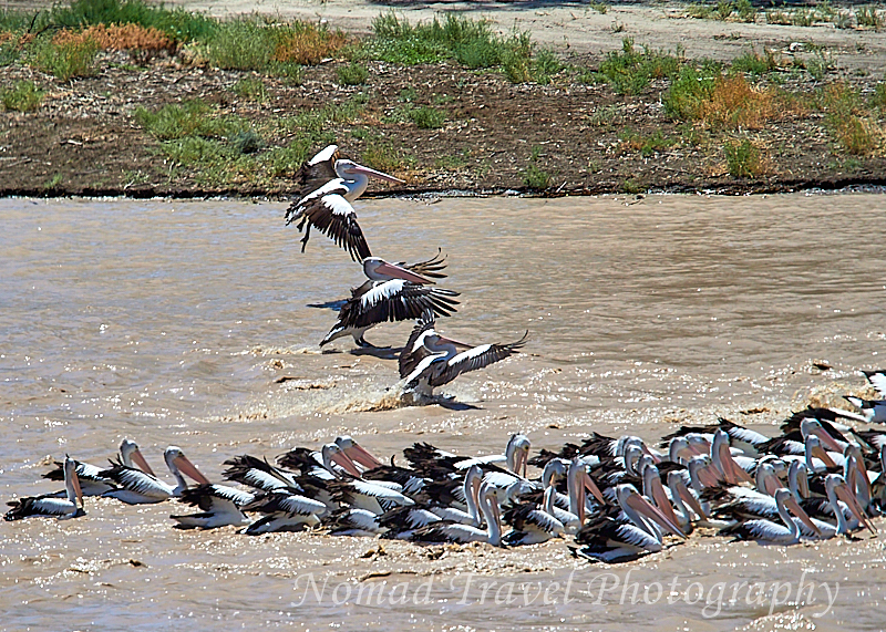 Pelicans landing