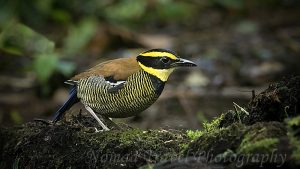 Javan Banded Pitta on log