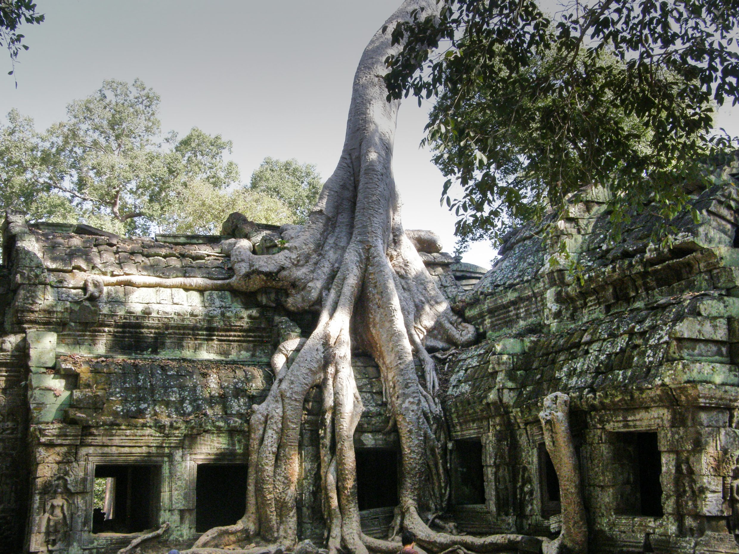 Tree growing over temple