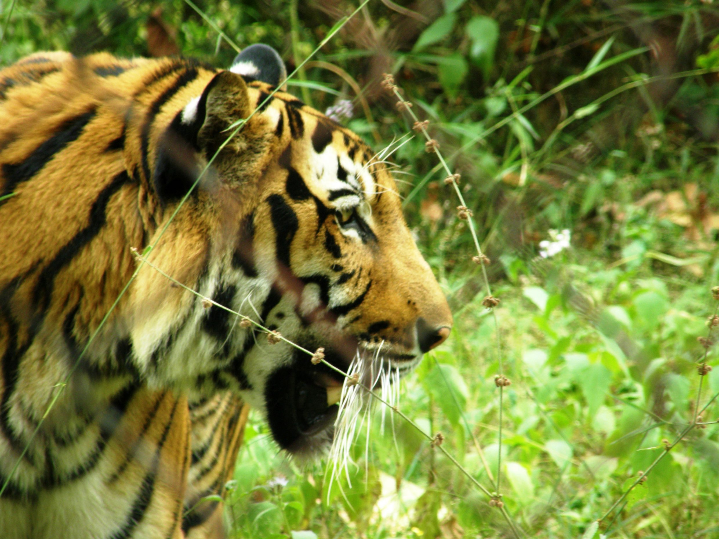 Tiger at Phnom Tamao Wildlife Rescue Centre