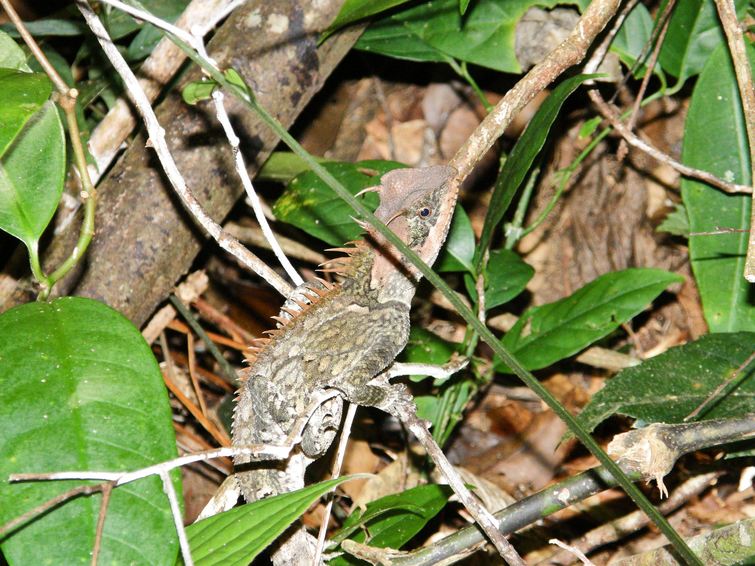 Lizard in forest, Bokor National Park