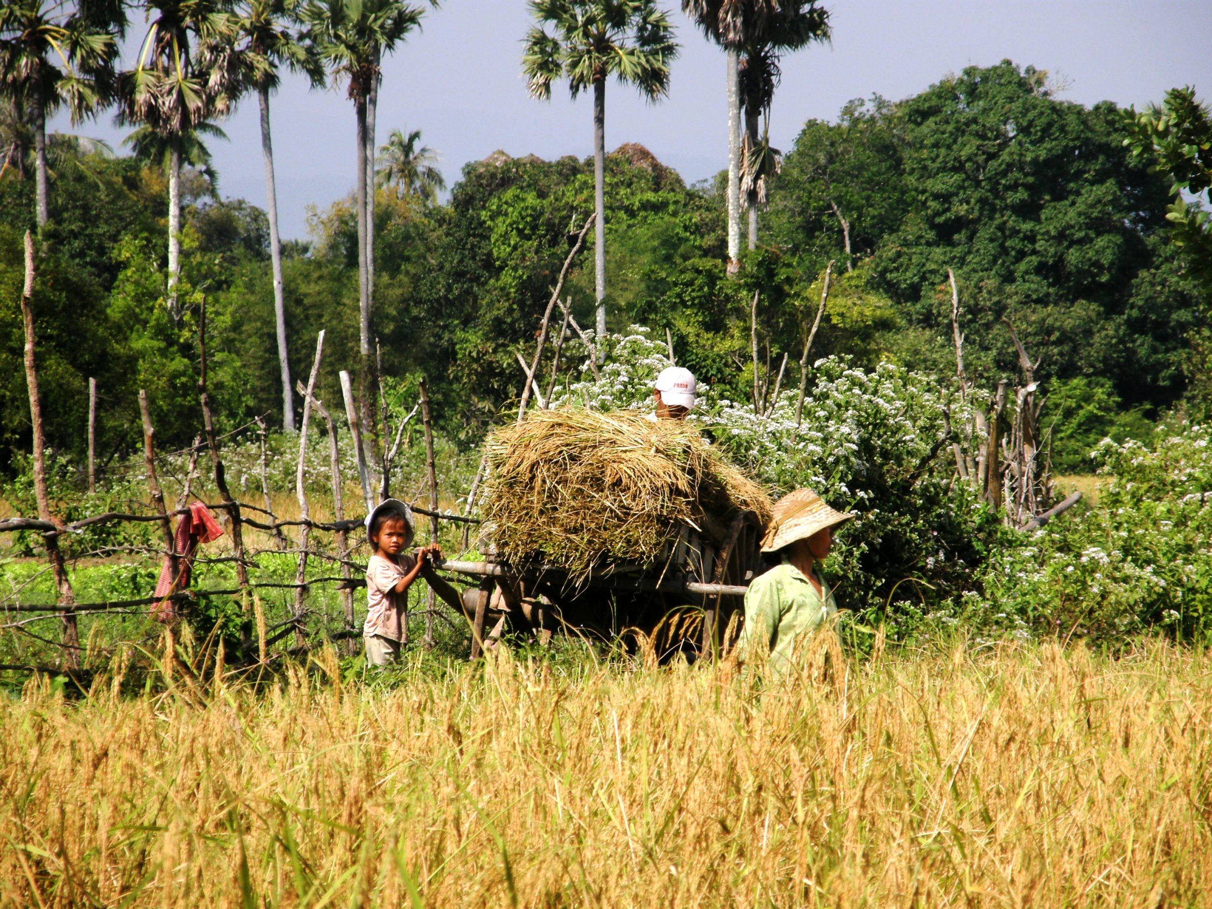 Locals in fields along route to Phnom K'Chnor Caves