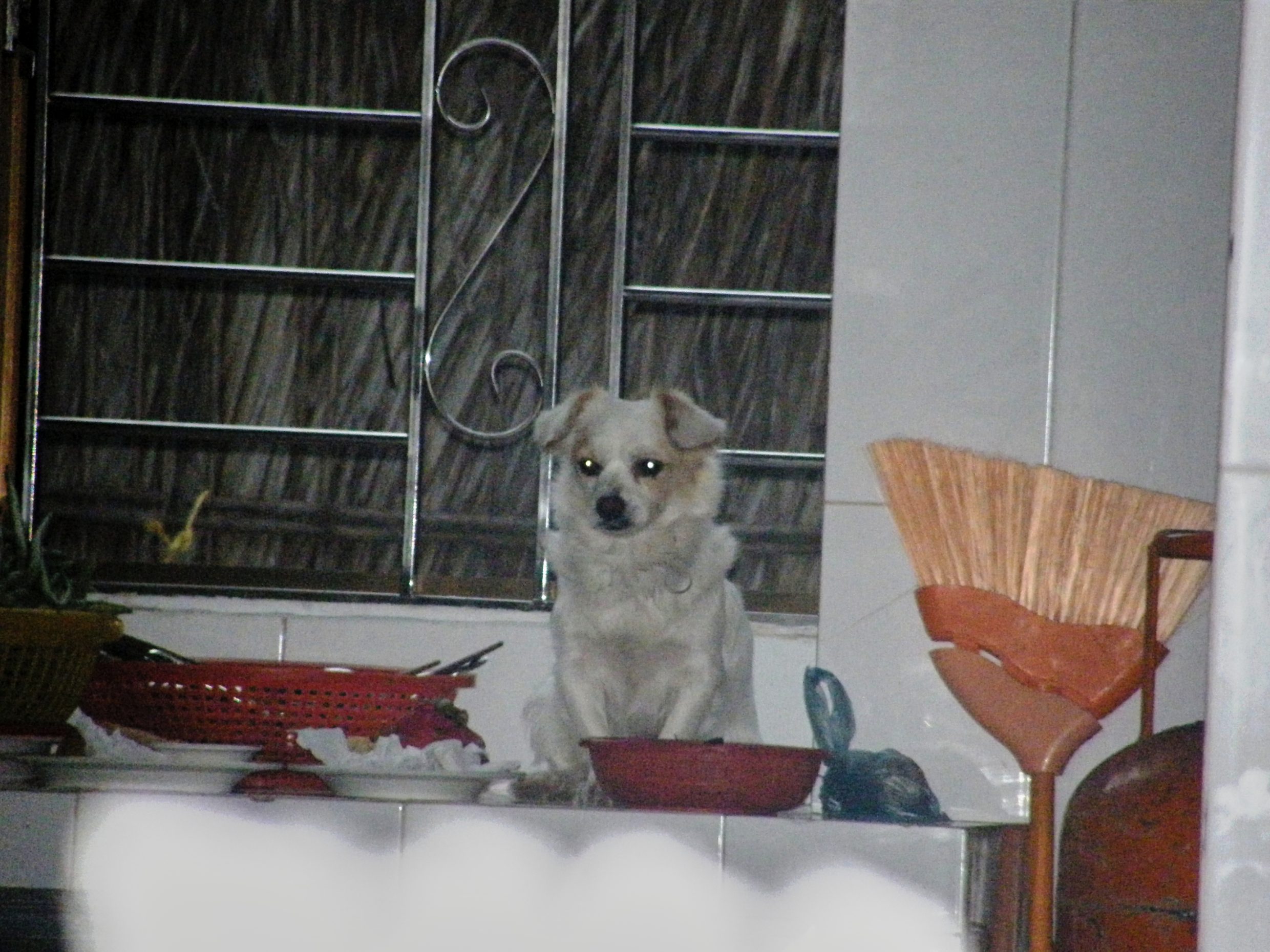Dog on kitchen bench