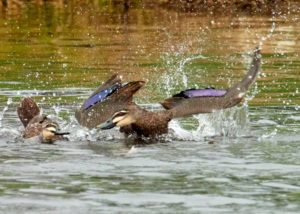 Pacific Black Ducks fighting