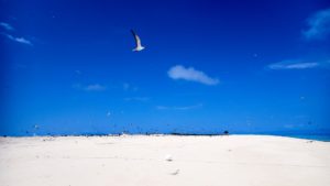 Birds - Michaelmas Cay