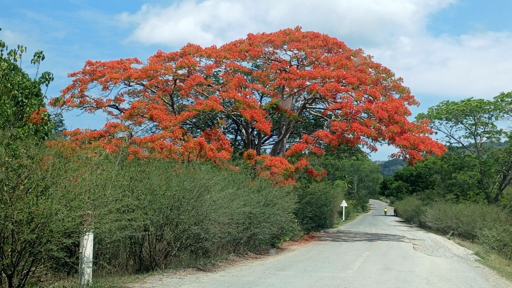 You are currently viewing Lemurs and Octopus