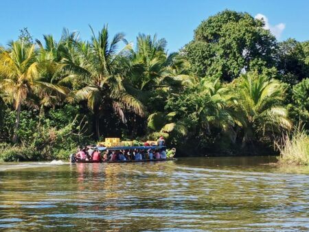 Read more about the article Frogs, Lemurs and Fibre Optics?