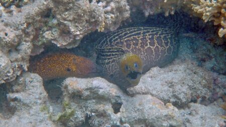 Read more about the article A Dot in the ocean